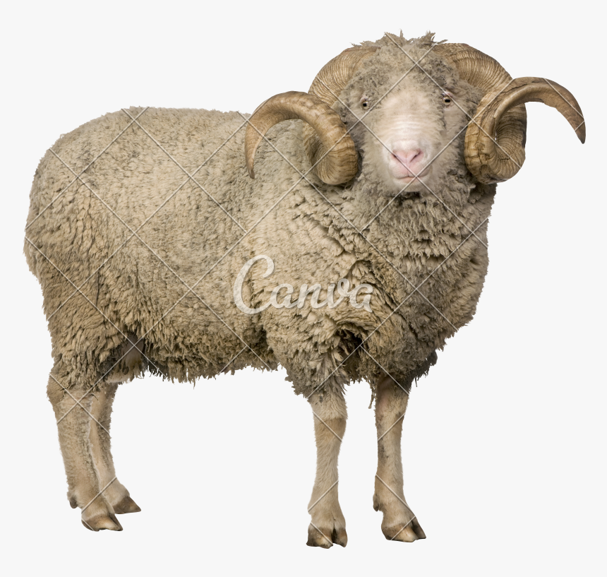 Detail Sheep Transparent Background Nomer 42