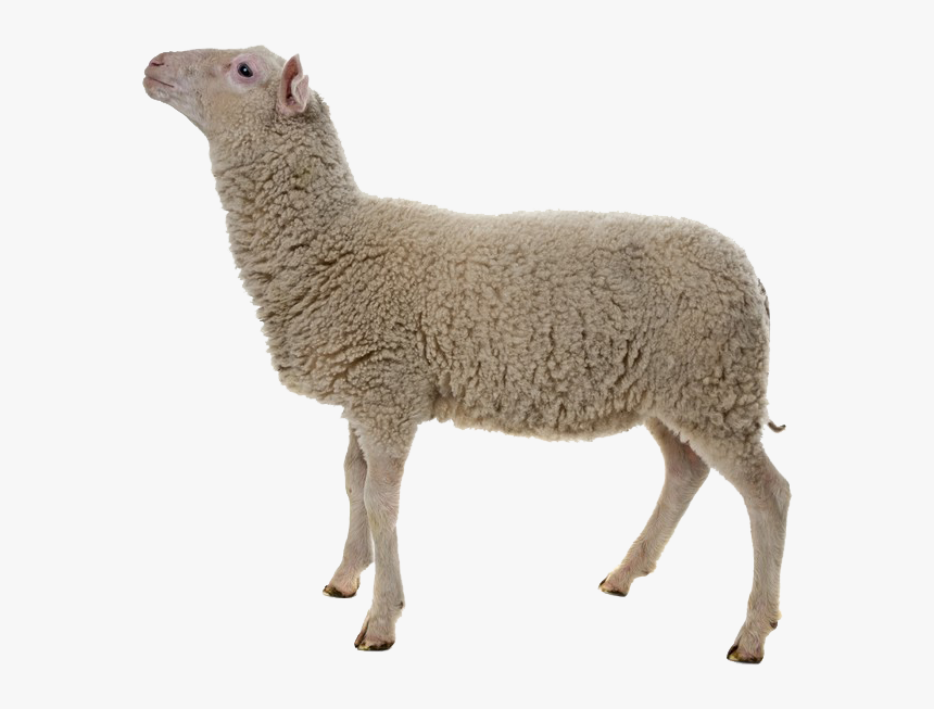 Detail Sheep Transparent Background Nomer 8