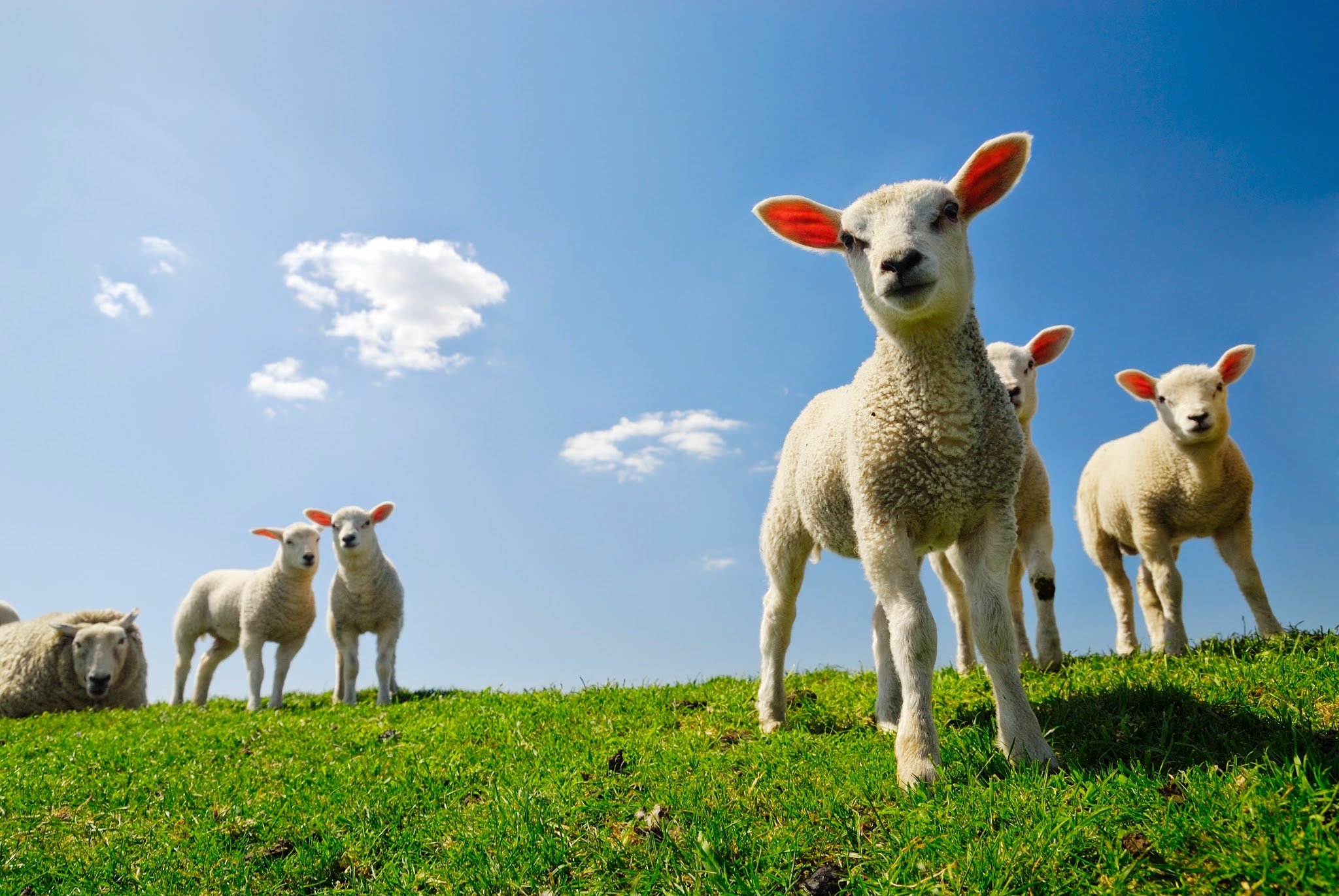 Download Sheep Wallpaper Nomer 17