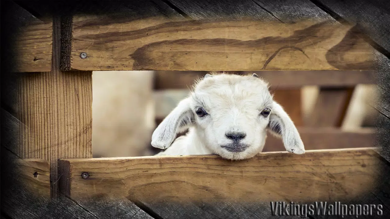 Detail Sheep Wallpaper Nomer 22
