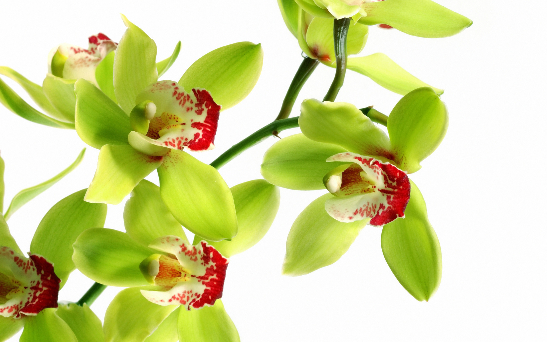 Detail Shenzhen Nongke Orchid Nomer 14