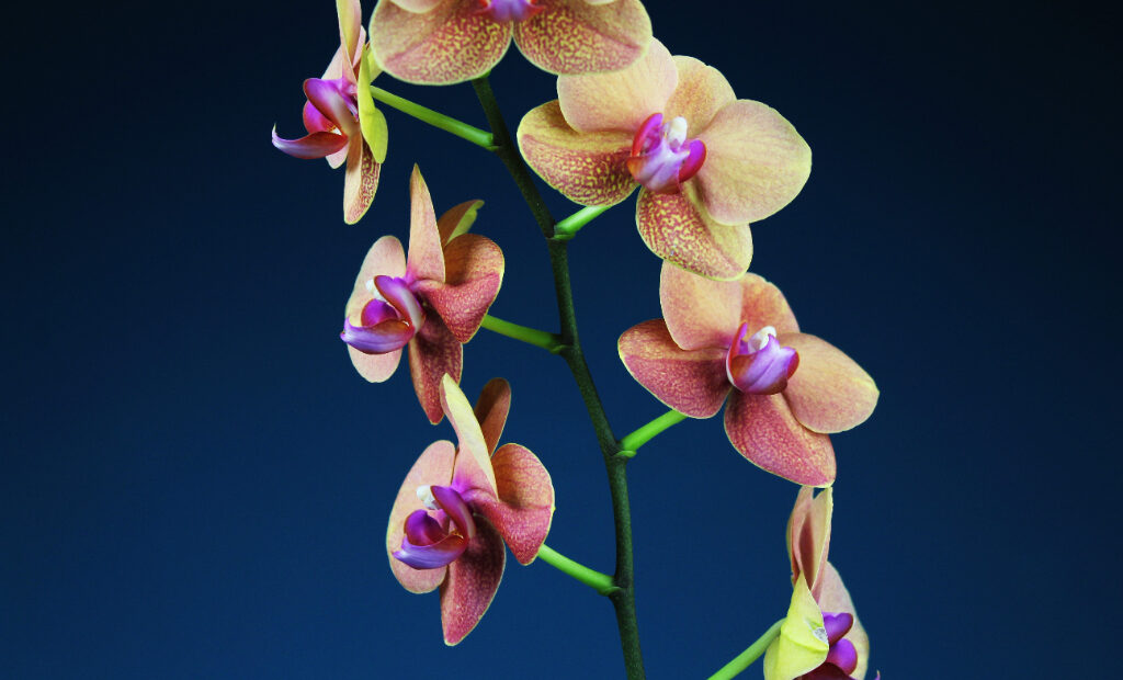 Detail Shenzhen Nongke Orchid Nomer 15