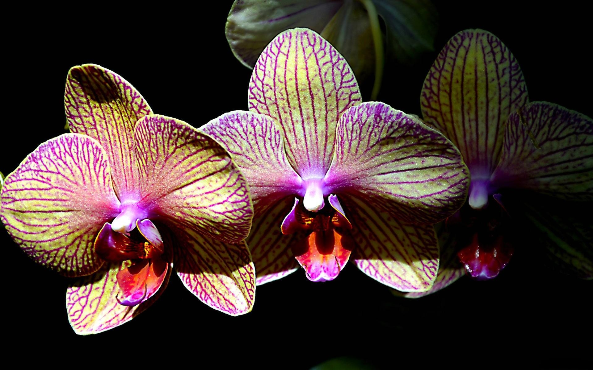 Detail Shenzhen Nongke Orchid Nomer 19