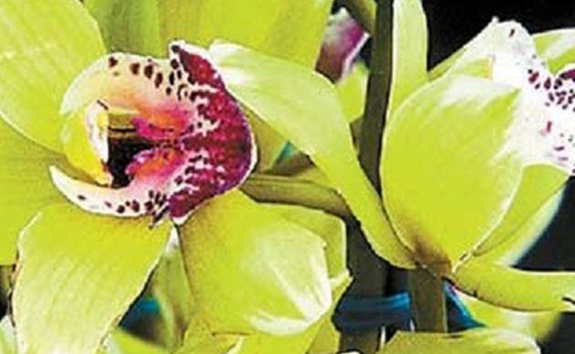 Detail Shenzhen Nongke Orchid Nomer 3