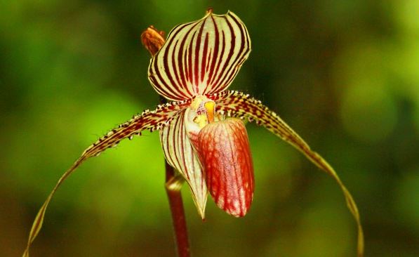 Detail Shenzhen Nongke Orchid Nomer 34
