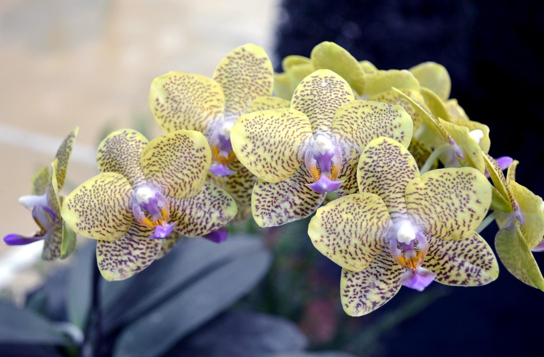 Detail Shenzhen Nongke Orchid Nomer 40