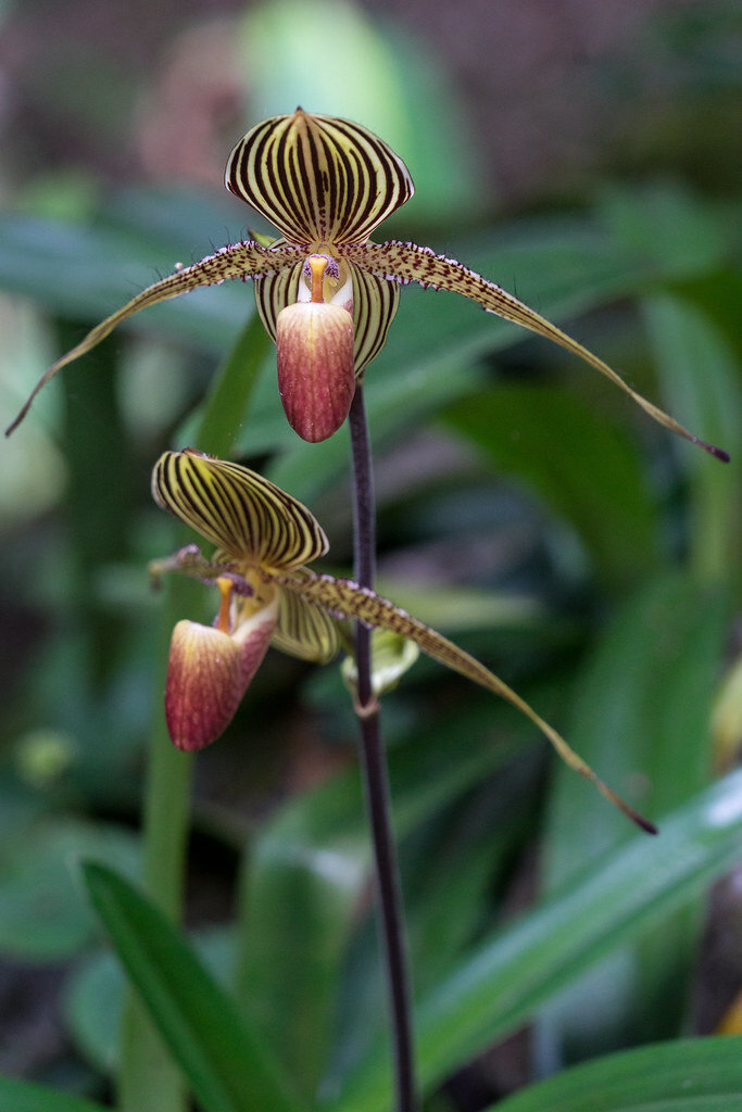 Detail Shenzhen Nongke Orchid Nomer 43