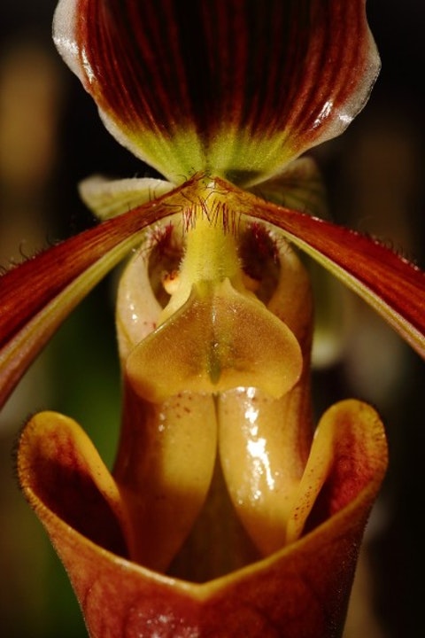 Detail Shenzhen Nongke Orchid Nomer 51