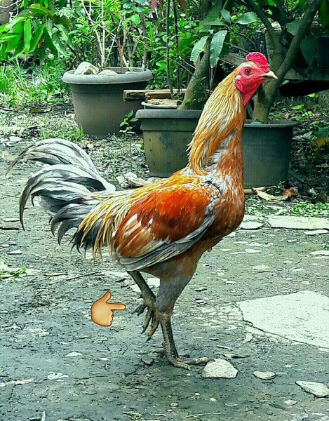 Detail Warna Ayam Jago Nomer 25