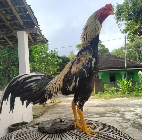 Detail Warna Ayam Jago Nomer 29