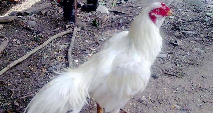 Detail Warna Ayam Jago Nomer 33