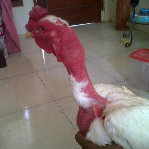 Detail Warna Ayam Jago Nomer 43