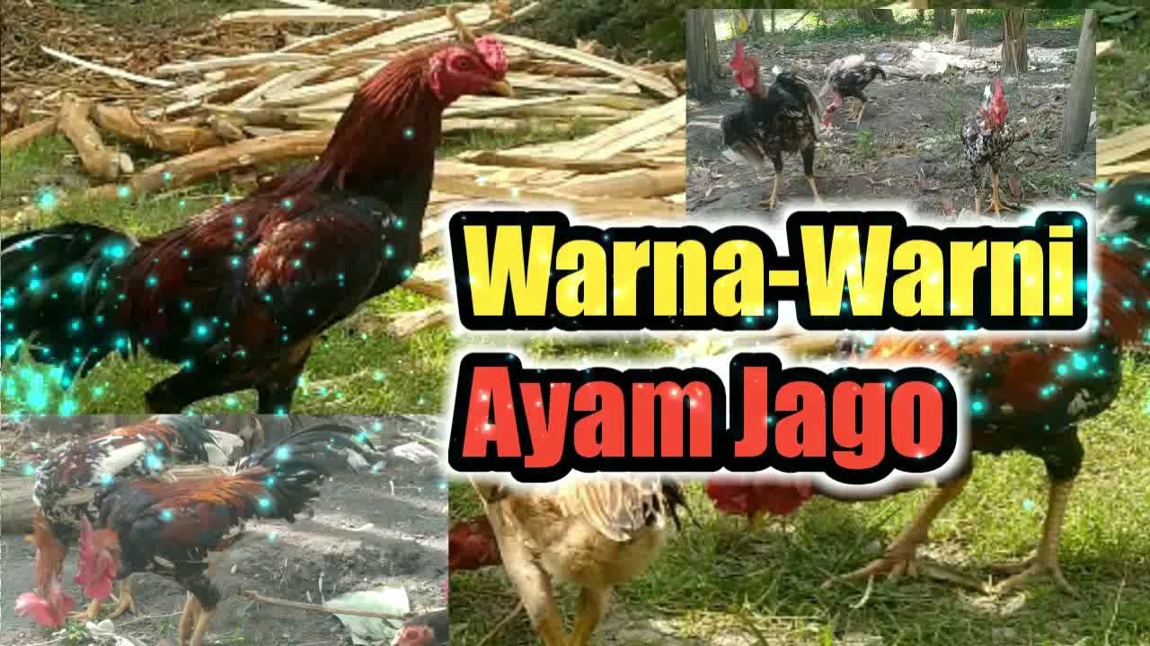 Detail Warna Ayam Jago Nomer 47