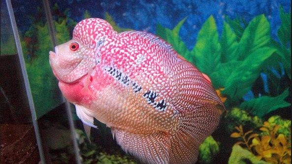 Detail Warna Background Aquarium Ikan Louhan Nomer 14