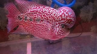 Detail Warna Background Aquarium Ikan Louhan Nomer 18