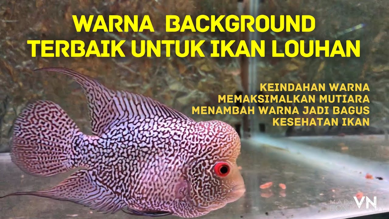 Detail Warna Background Aquarium Ikan Louhan Nomer 5