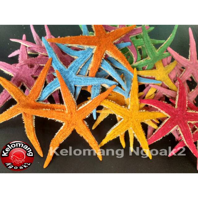 Detail Warna Bintang Laut Nomer 5