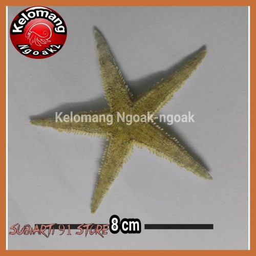 Detail Warna Bintang Laut Nomer 38