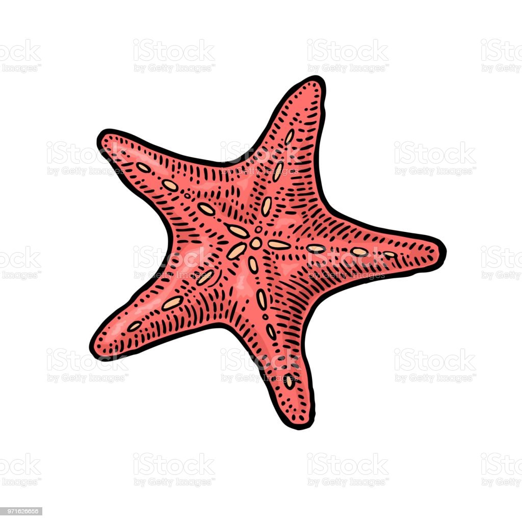 Detail Warna Bintang Laut Nomer 51