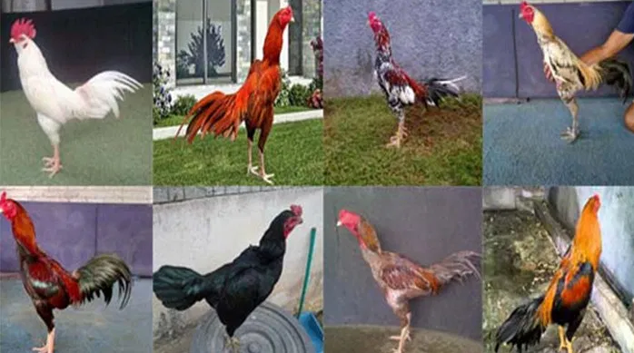 Detail Warna Bulu Ayam Nomer 9