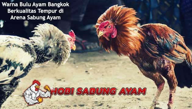 Detail Warna Bulu Ayam Nomer 23