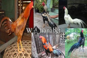 Detail Warna Bulu Ayam Nomer 39