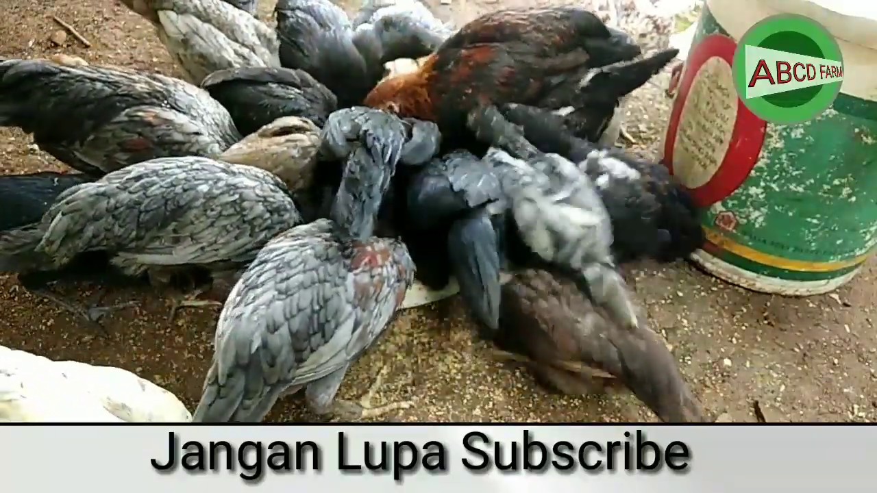 Detail Warna Bulu Ayam Nomer 41