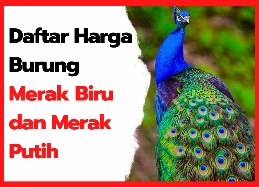 Detail Warna Bulu Burung Merak Nomer 33