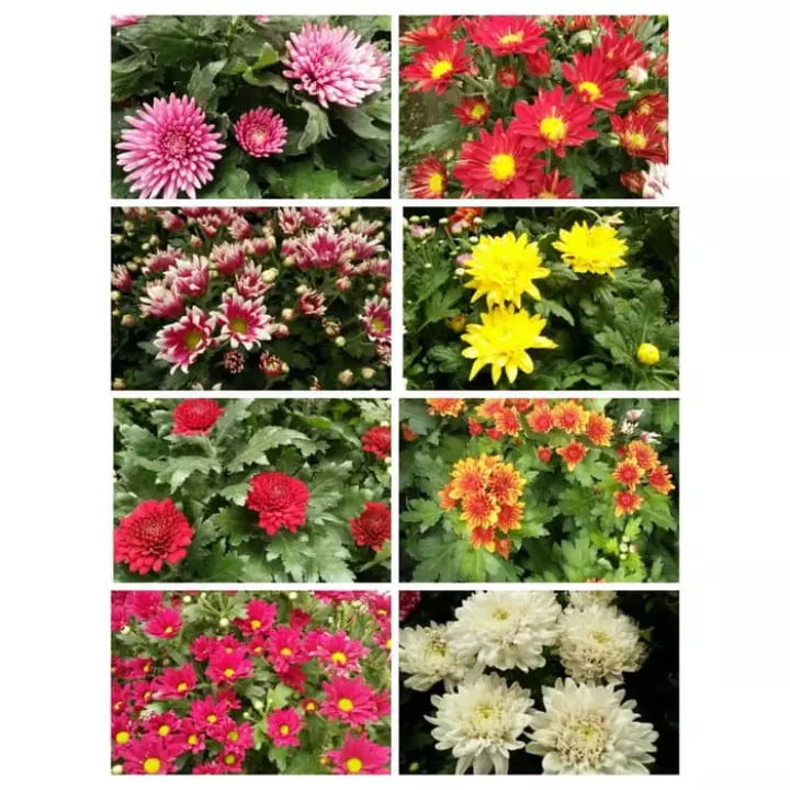 Detail Warna Bunga Krisan Nomer 20