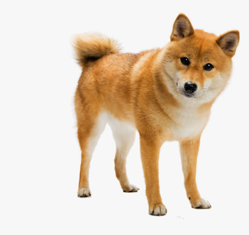 Detail Shiba Inu Png Nomer 2