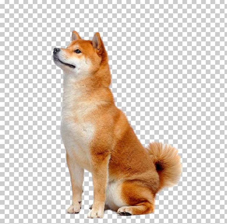 Detail Shiba Inu Png Nomer 13