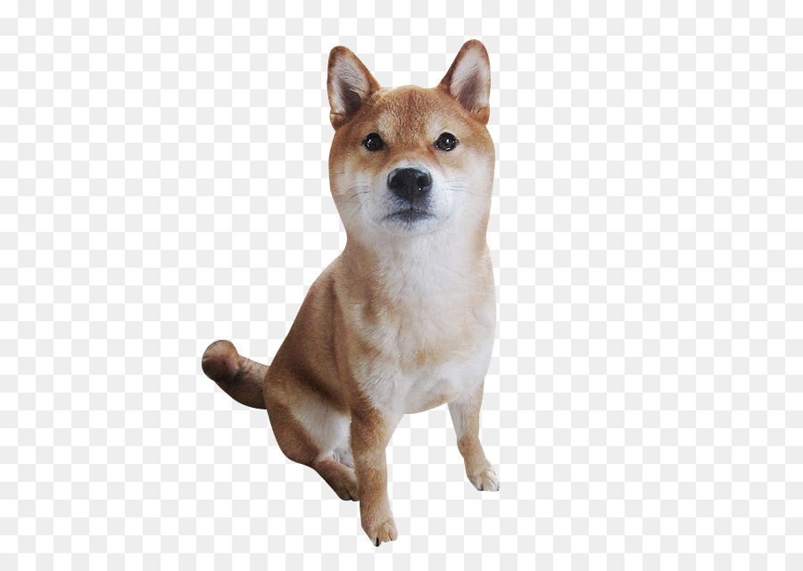 Detail Shiba Inu Png Nomer 23