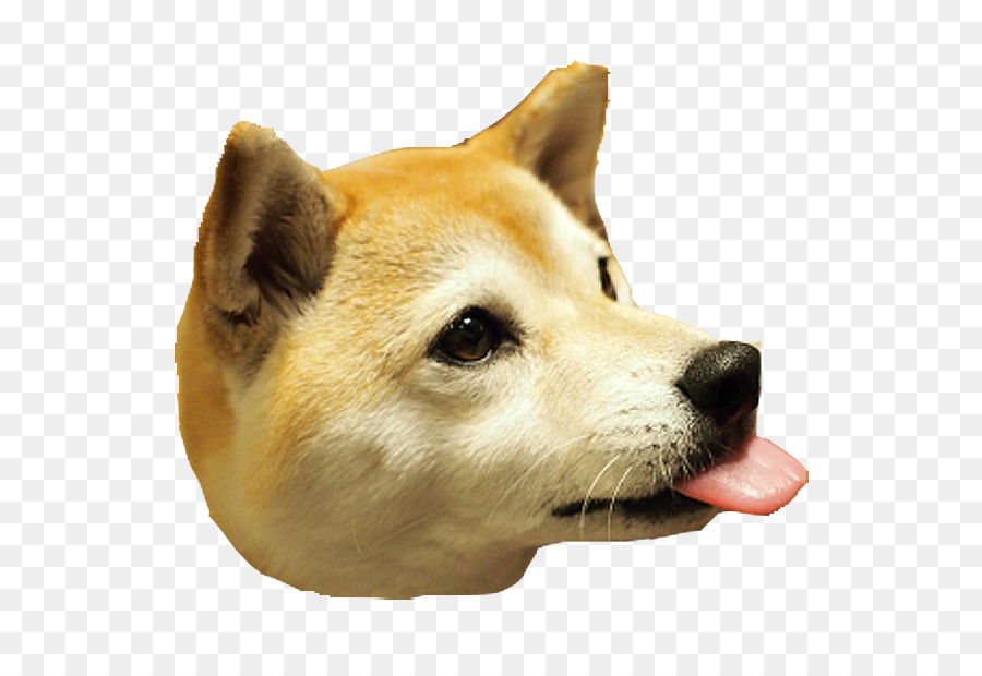 Detail Shiba Inu Png Nomer 24