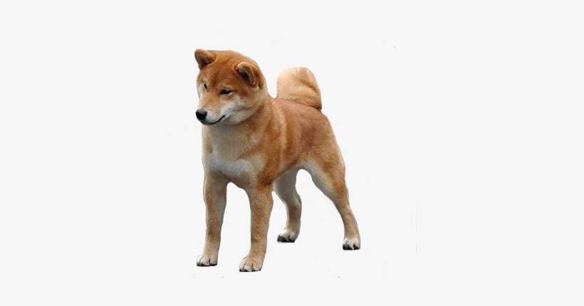 Detail Shiba Inu Png Nomer 4