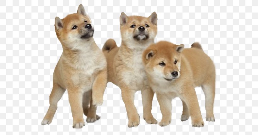 Detail Shiba Inu Png Nomer 29