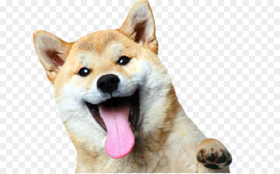 Detail Shiba Inu Png Nomer 35