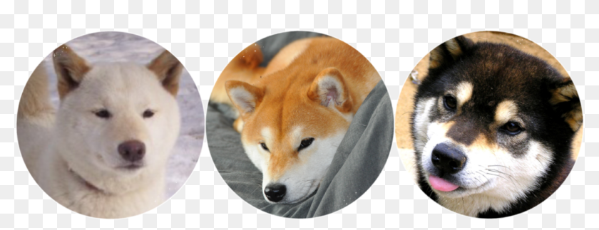 Detail Shiba Inu Png Nomer 39