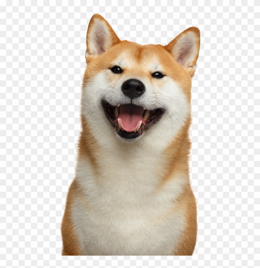 Detail Shiba Inu Png Nomer 42