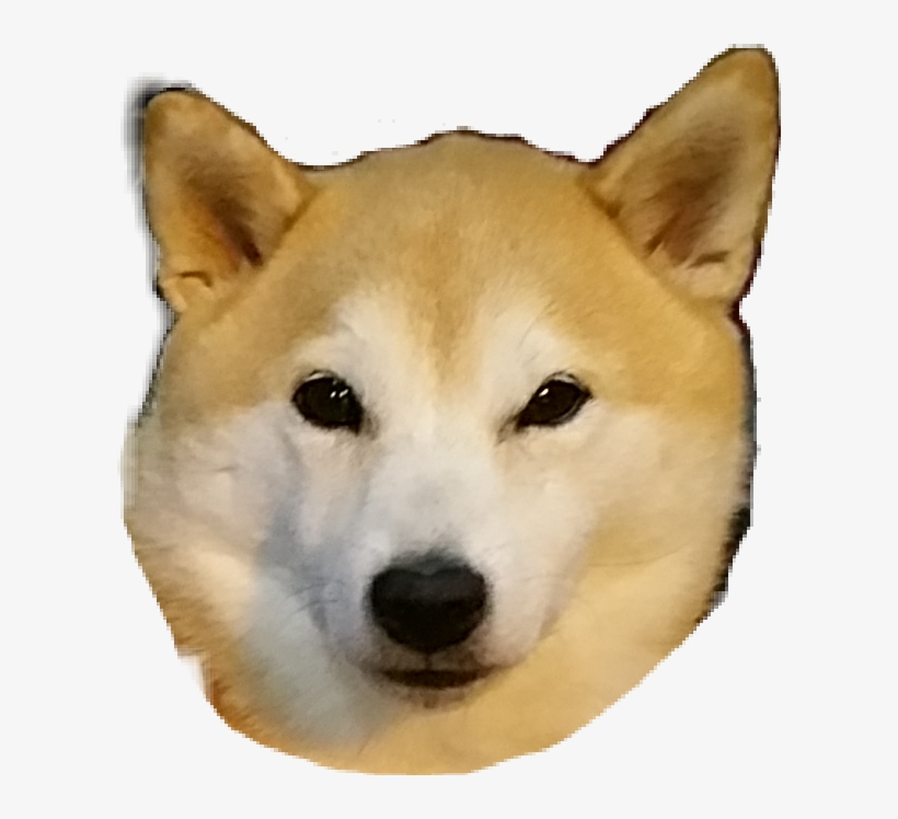 Detail Shiba Inu Png Nomer 49