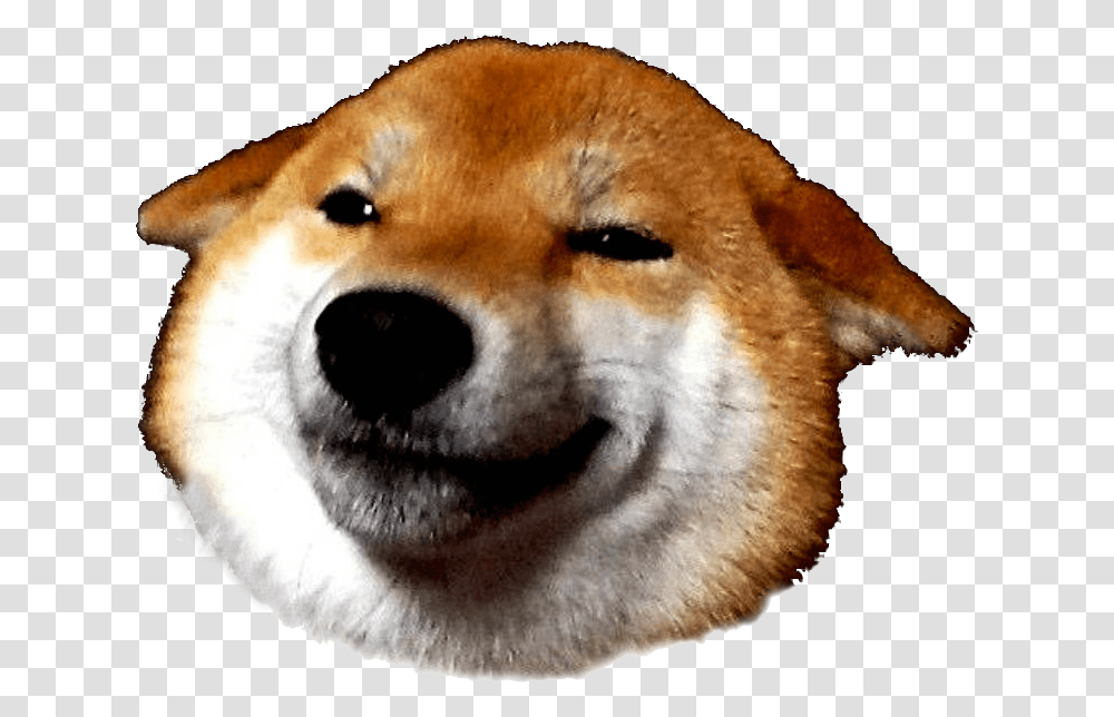 Detail Shiba Inu Png Nomer 55