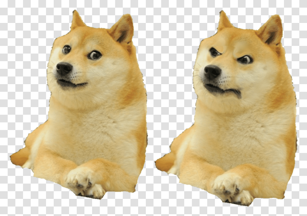 Detail Shiba Inu Png Nomer 57