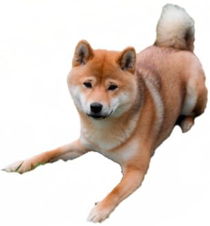 Detail Shiba Inu Png Nomer 9