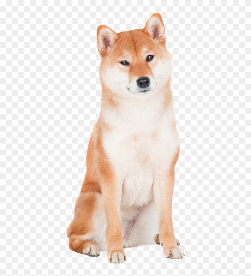 Detail Shiba Inu Png Nomer 10