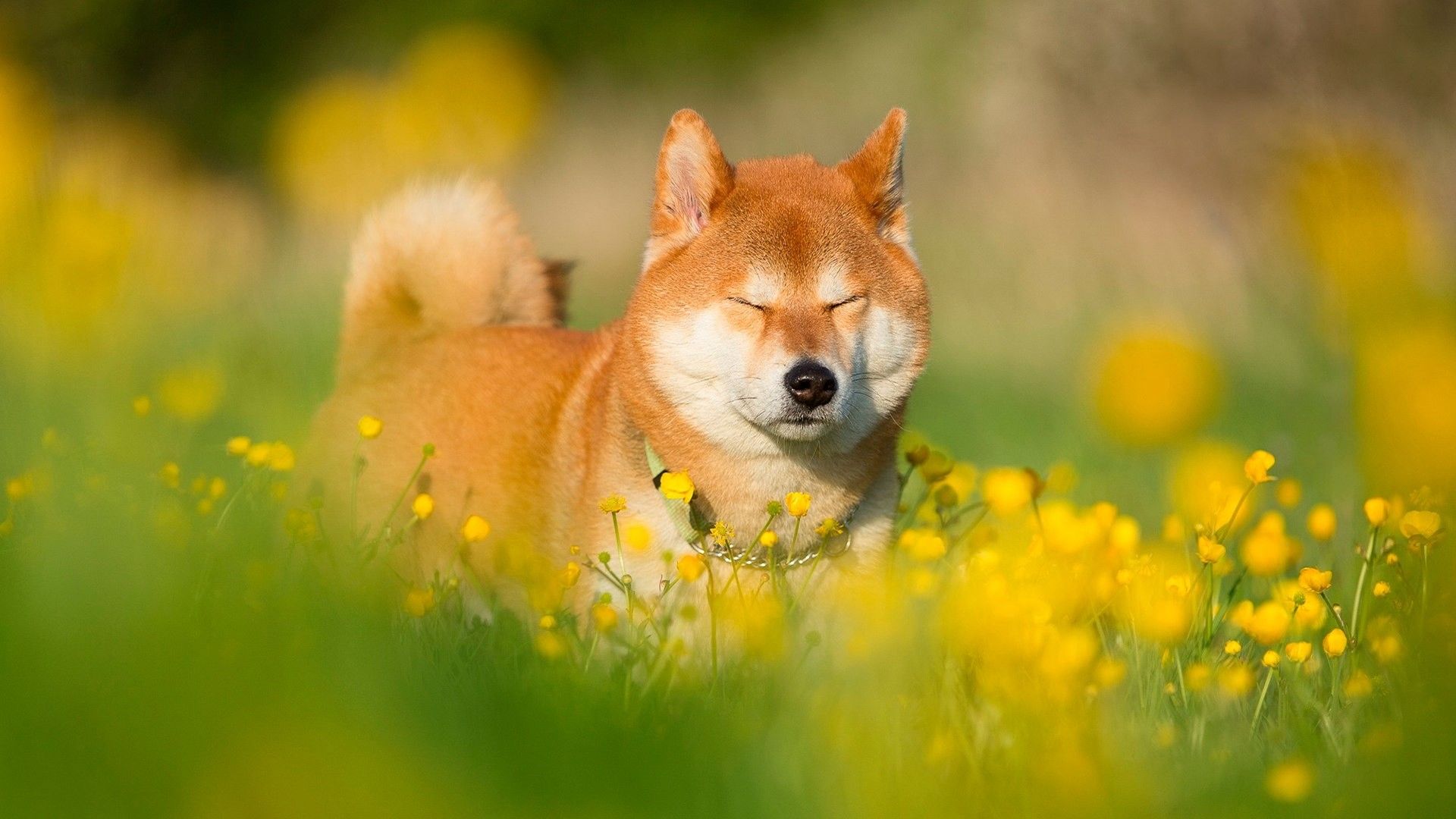 Detail Shiba Inu Wallpaper Nomer 2