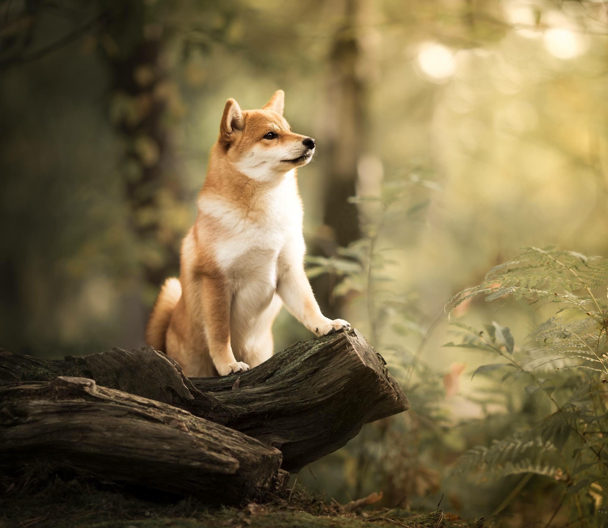 Detail Shiba Inu Wallpaper Nomer 15