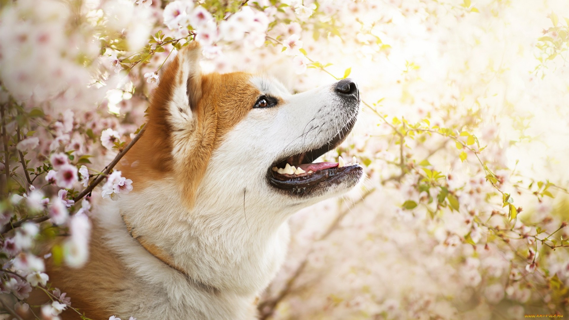 Detail Shiba Inu Wallpaper Nomer 16