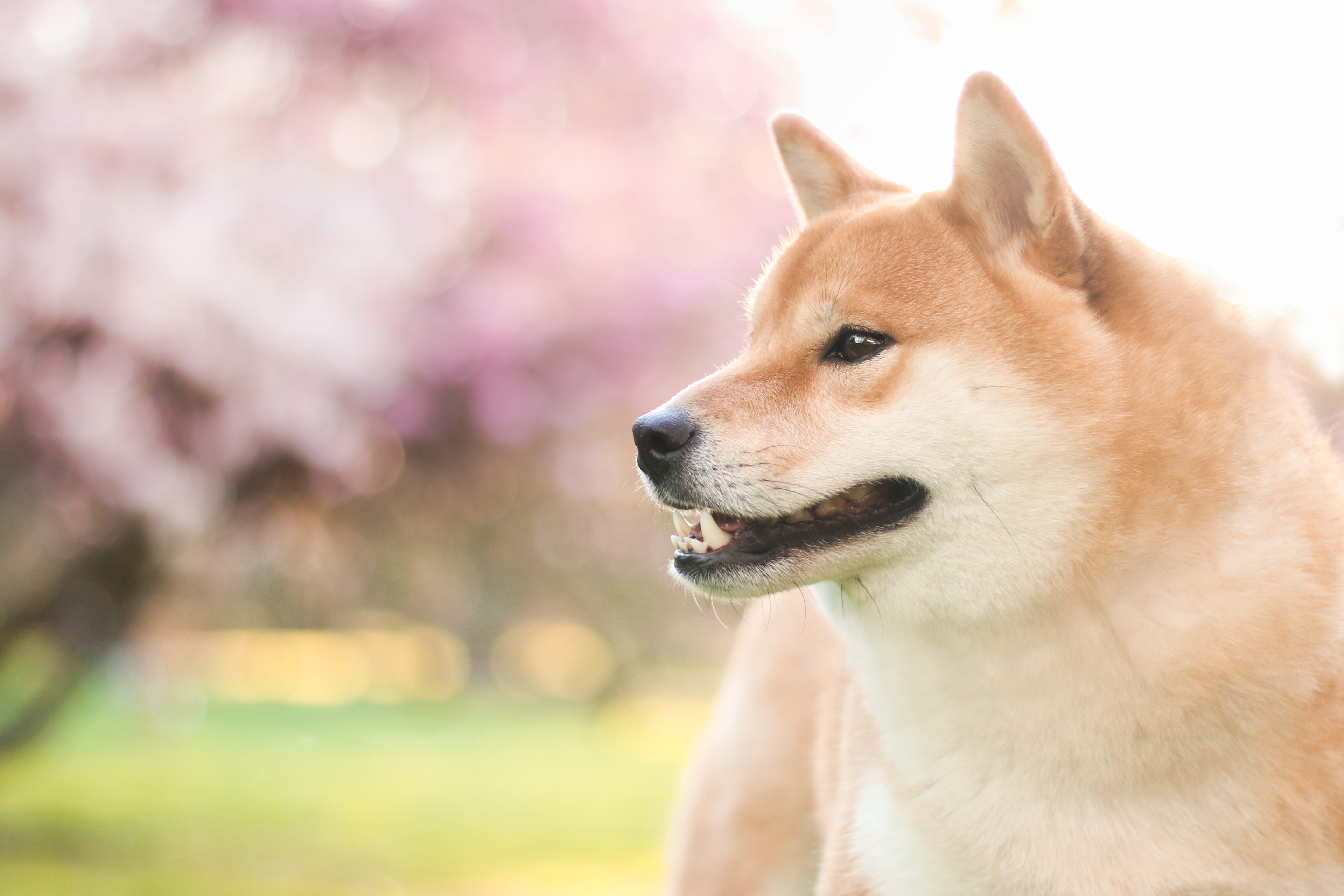 Detail Shiba Inu Wallpaper Nomer 23