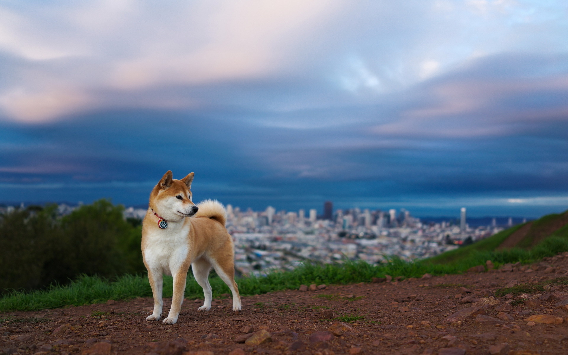 Detail Shiba Inu Wallpaper Nomer 32