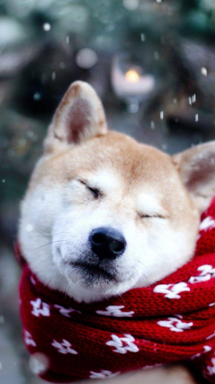 Detail Shiba Inu Wallpaper Nomer 36