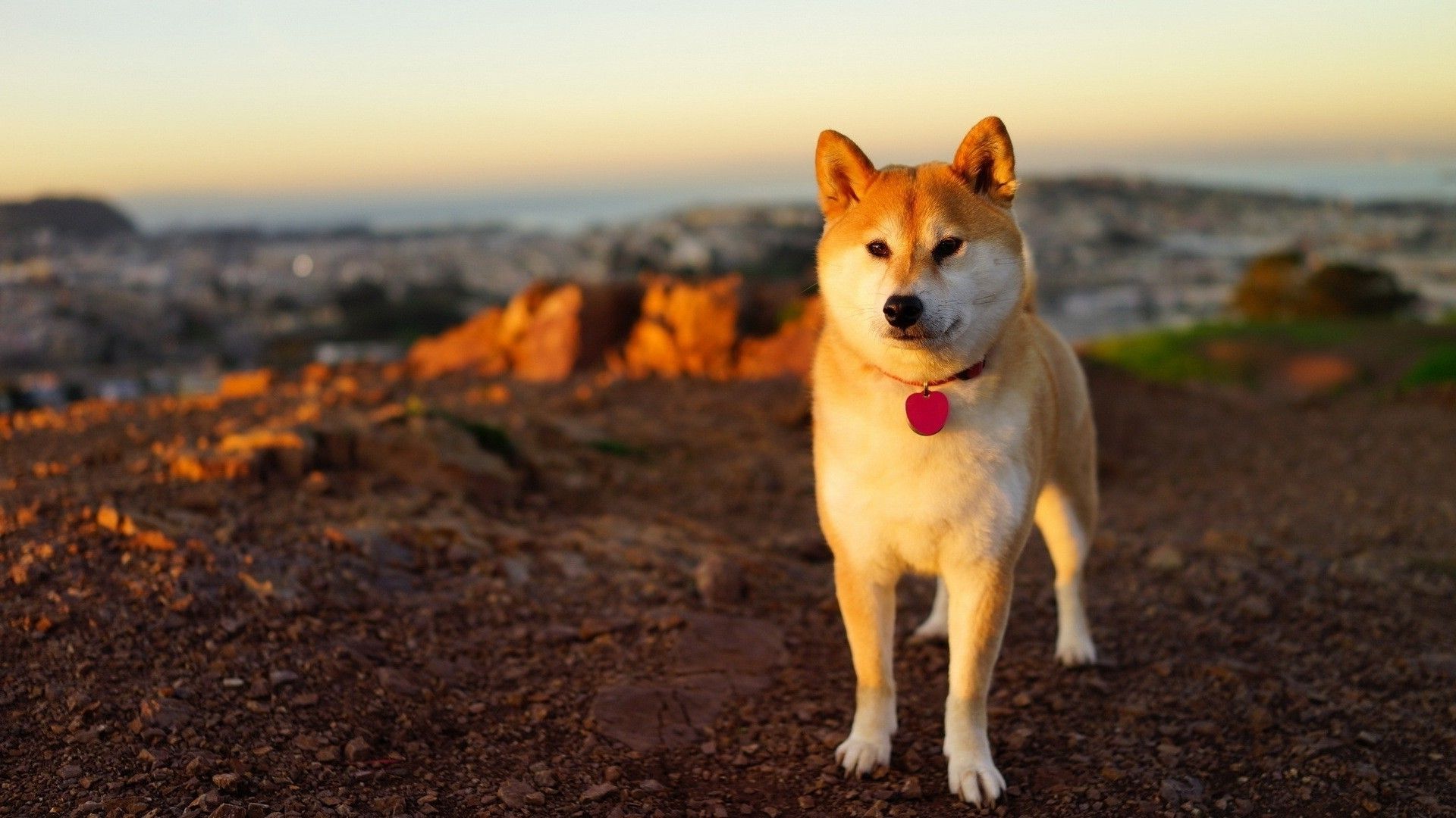 Detail Shiba Inu Wallpaper Nomer 5